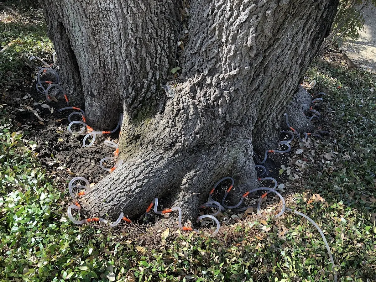 Detailed Tree Cabling and Bracing job site in Knobel
