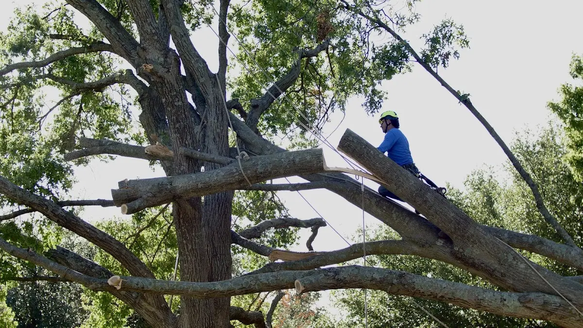Professional Crown Thinning performed by certified arborists in Knobel