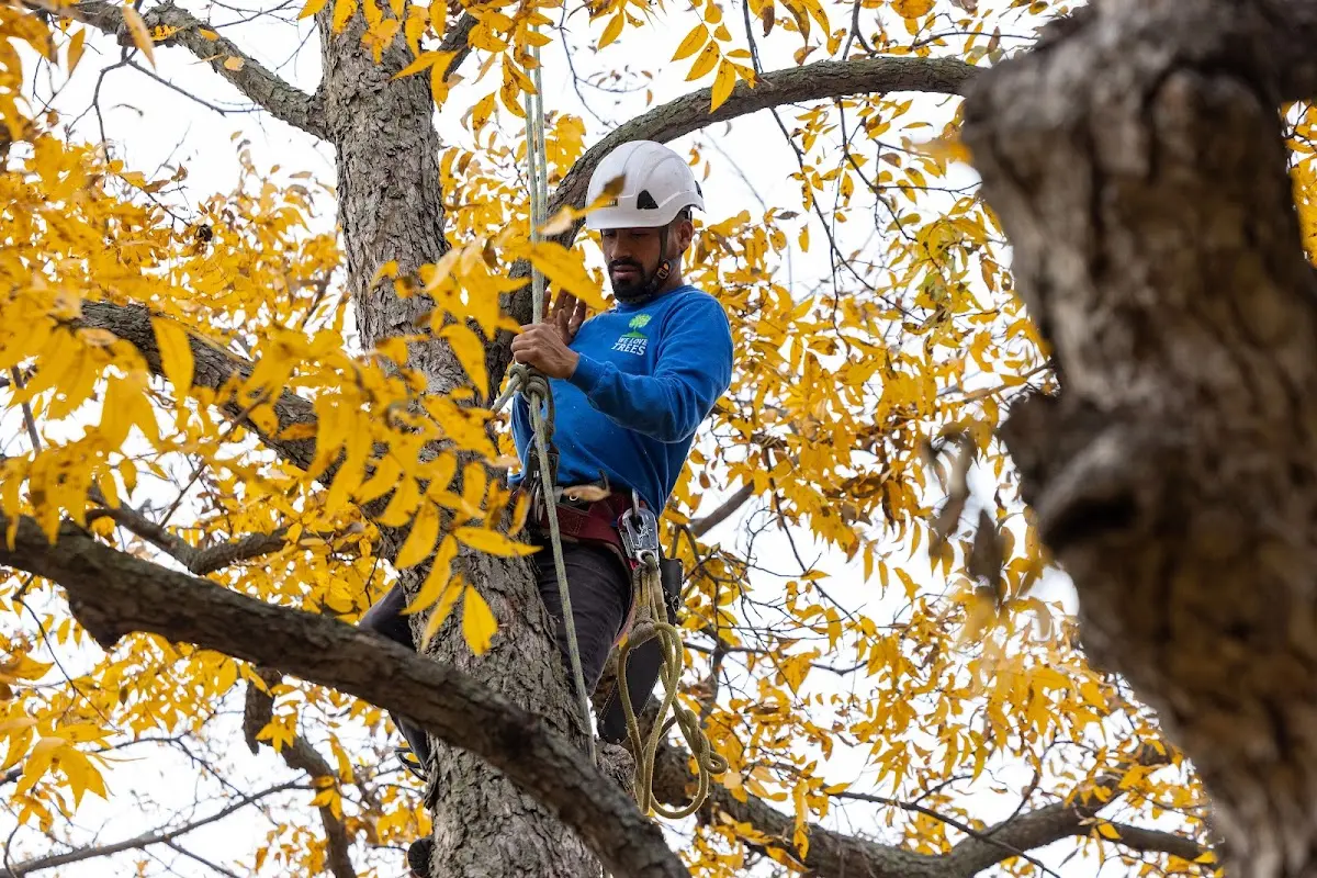 Skilled Tree Trimming crew working in Knobel