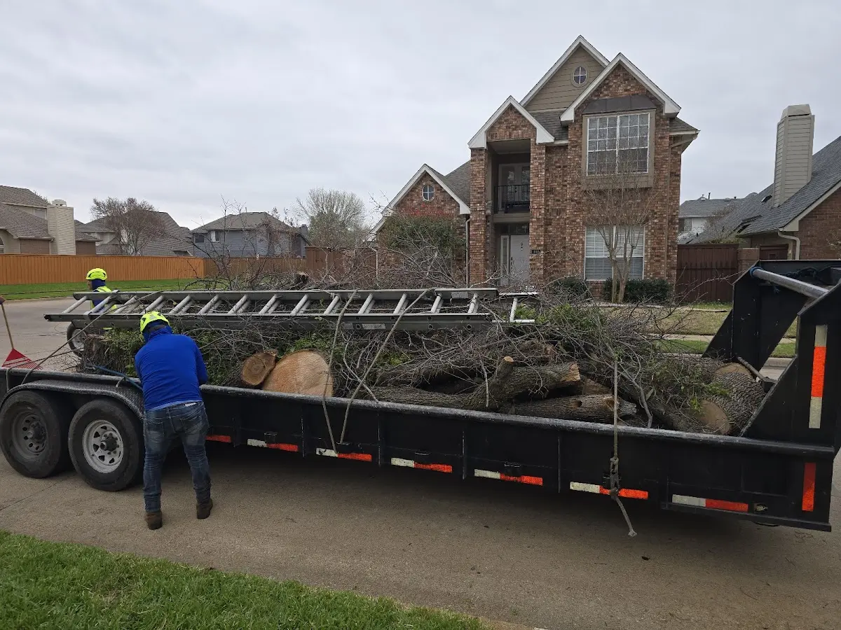 Expert Tree Removal with proper safety equipment in Knobel